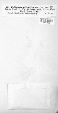 Scytinium plicatile image